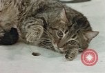 Image of behavior of cats United States USA, 1957, second 52 stock footage video 65675047222