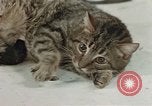 Image of behavior of cats United States USA, 1957, second 53 stock footage video 65675047222