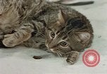 Image of behavior of cats United States USA, 1957, second 54 stock footage video 65675047222