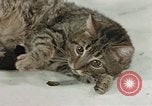 Image of behavior of cats United States USA, 1957, second 55 stock footage video 65675047222