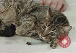Image of behavior of cats United States USA, 1957, second 56 stock footage video 65675047222