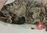 Image of behavior of cats United States USA, 1957, second 57 stock footage video 65675047222