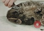 Image of behavior of cats United States USA, 1957, second 58 stock footage video 65675047222