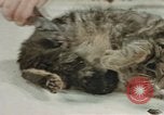 Image of behavior of cats United States USA, 1957, second 59 stock footage video 65675047222
