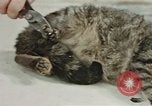 Image of behavior of cats United States USA, 1957, second 61 stock footage video 65675047222