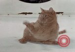 Image of behavior of cats United States USA, 1957, second 6 stock footage video 65675047223