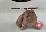 Image of behavior of cats United States USA, 1957, second 7 stock footage video 65675047223