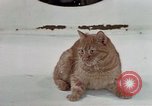 Image of behavior of cats United States USA, 1957, second 8 stock footage video 65675047223