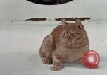 Image of behavior of cats United States USA, 1957, second 9 stock footage video 65675047223