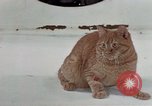 Image of behavior of cats United States USA, 1957, second 11 stock footage video 65675047223