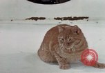 Image of behavior of cats United States USA, 1957, second 12 stock footage video 65675047223