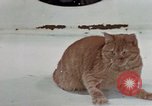 Image of behavior of cats United States USA, 1957, second 13 stock footage video 65675047223