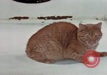 Image of behavior of cats United States USA, 1957, second 14 stock footage video 65675047223