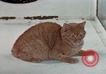 Image of behavior of cats United States USA, 1957, second 15 stock footage video 65675047223