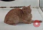Image of behavior of cats United States USA, 1957, second 16 stock footage video 65675047223