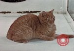 Image of behavior of cats United States USA, 1957, second 17 stock footage video 65675047223