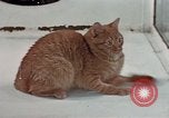 Image of behavior of cats United States USA, 1957, second 18 stock footage video 65675047223