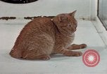 Image of behavior of cats United States USA, 1957, second 20 stock footage video 65675047223