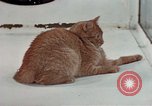 Image of behavior of cats United States USA, 1957, second 21 stock footage video 65675047223