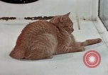 Image of behavior of cats United States USA, 1957, second 22 stock footage video 65675047223