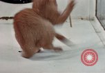Image of behavior of cats United States USA, 1957, second 23 stock footage video 65675047223