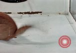 Image of behavior of cats United States USA, 1957, second 24 stock footage video 65675047223