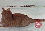 Image of behavior of cats United States USA, 1957, second 26 stock footage video 65675047223