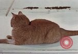 Image of behavior of cats United States USA, 1957, second 27 stock footage video 65675047223