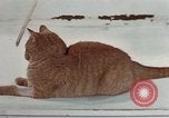 Image of behavior of cats United States USA, 1957, second 28 stock footage video 65675047223