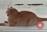 Image of behavior of cats United States USA, 1957, second 29 stock footage video 65675047223