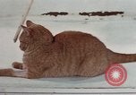 Image of behavior of cats United States USA, 1957, second 30 stock footage video 65675047223