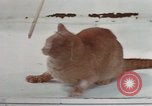 Image of behavior of cats United States USA, 1957, second 31 stock footage video 65675047223