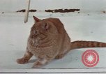 Image of behavior of cats United States USA, 1957, second 32 stock footage video 65675047223