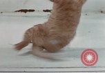 Image of behavior of cats United States USA, 1957, second 33 stock footage video 65675047223