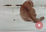 Image of behavior of cats United States USA, 1957, second 34 stock footage video 65675047223
