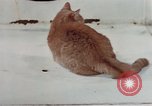 Image of behavior of cats United States USA, 1957, second 35 stock footage video 65675047223