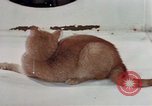 Image of behavior of cats United States USA, 1957, second 36 stock footage video 65675047223