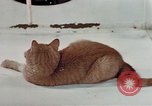 Image of behavior of cats United States USA, 1957, second 37 stock footage video 65675047223