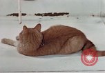 Image of behavior of cats United States USA, 1957, second 38 stock footage video 65675047223