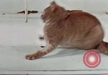 Image of behavior of cats United States USA, 1957, second 39 stock footage video 65675047223