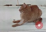 Image of behavior of cats United States USA, 1957, second 40 stock footage video 65675047223