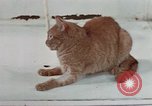 Image of behavior of cats United States USA, 1957, second 41 stock footage video 65675047223