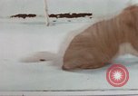 Image of behavior of cats United States USA, 1957, second 42 stock footage video 65675047223