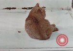 Image of behavior of cats United States USA, 1957, second 43 stock footage video 65675047223
