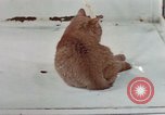 Image of behavior of cats United States USA, 1957, second 44 stock footage video 65675047223