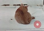 Image of behavior of cats United States USA, 1957, second 45 stock footage video 65675047223