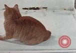 Image of behavior of cats United States USA, 1957, second 46 stock footage video 65675047223