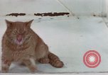 Image of behavior of cats United States USA, 1957, second 48 stock footage video 65675047223