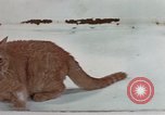 Image of behavior of cats United States USA, 1957, second 49 stock footage video 65675047223