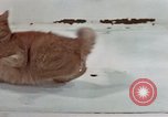 Image of behavior of cats United States USA, 1957, second 50 stock footage video 65675047223